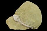 Fossil Crinoid (Macrocrinus) - Crawfordsville, Indiana #135627-1